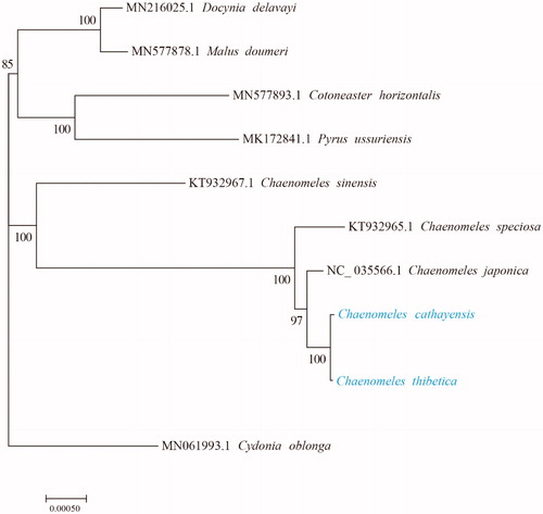 Figure 1. Maximum-likelihood phylogenetic tree inferred from 10 complete chloroplast genome sequences. The position of C. cathayensis and C. thibetica is marked in blue and bootstrap values are listed for each branch.
