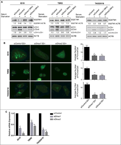 Figure 7. Murine DIRAS1 and DIRAS2 are essential for starvation-induced autophagy. Mouse ovarian cancer cells were transfected with control, murine Diras1 or murine Diras2 siRNA for 72 h prior to autophagy induction by serum starvation for 4–16 h. (A) Western-blot analysis was performed as indicated and documented a decrease in serum starvation-induced autophagic flux following knockdown of DIRAS1 or DIRAS2. (B) Immunofluorescence staining of IG10, TBR2, and TKOOV10 cells for LC3 puncta following autophagy induction by serum starvation for 16 h was performed. Quantification of puncta/cell was calculated for at least 100 cells per experiment, for 3 experiments. Columns indicate the mean and bars represent the S.D. Significance denoted by the asterisk (*p<0.05, **p<0.01). (C) qRT-PCR analysis of murine Diras1 and murine Diras2 mRNA expression following knockdown with siRNA. Columns indicate the mean and bars represent the s.d. Significance denoted by the asterisk (*p<0.05, **p<0.01).