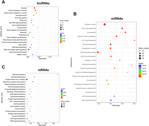 Figure 5 Results of KEGG enrichment analysis of DE RNAs. (A) Results of KEGG analysis of lncRNAs. (B) Results of KEGG analysis of miRNAs. (C) Results of KEGG analysis of mRNAs. The top 20 enriched KEGG pathways are listed according to the p-value. Gene_number represents the number of DE genes enriched in respective pathway. Rich factor represents the ratio of the number of DE genes under the pathway to the number of all genes annotated to this pathway.