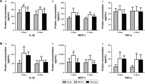 Figure 6 Effects of exercise on cytokine/chemokine changes after MCAO.