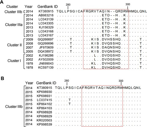 Figure 5. Alignment of the corresponding M1/M3 epitope sequences from (A) representative strains of different GII.17 clusters, or from (B) different GII.17 cluster IIIb strains. Information for each strain such as isolation date (year) and GenBank ID are shown. The M1/M3 epitope region (residues 286–300) was boxed with a red dash line. Dots represent residues identical to those of GII.17-KT (GenBank ID: KT380915).