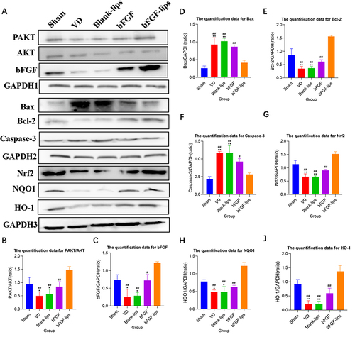 Figure 7 Effects of nasal administration bFGF-lips on the concentrations of bFGF, apoptosis-related proteins and PI3K/AKT-signalling-pathway-related proteins in hippocampal tissues. (A) Concentrations of bFGF, PAKT, AKT, Bcl-2, Bax, caspase-3, Nrf2, NQO1 and HO-1 in hippocampal tissues as detected by Western blot analysis. (B–J) The quantification data for Western blot analysis of PAKT/AKT, bFGF, Bax, Bcl-2, caspase-3, Nrf2, NQO1 and HO-1. Data are presented as means±SDs (n=5). *P<0.05, **P<0.01 vs sham group; #P<0.05, ##P <0.01 vs bFGF-lips group.