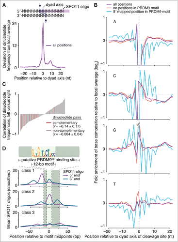 Figure 2. Sequence composition at sites of SPO11-oligo formation and 3′ nicking. (A, top) Schematic of a SPO11 DSB. Staggered cuts (arrows) by a SPO11 dimer generate 2-nucleotide 5′ overhangs, in the middle of which is a 2-fold axis of rotational symmetry; (bottom) non-random dinucleotide composition around SPO11 cleavage sites in 9,060 SPO11-oligo hotspots. At each position, deviation of dinucleotide frequencies from local average was summed. (B) Mononucleotide composition around the 5′ ends of uniquely mapped SPO11 oligos within hotspots. Purple, all cleavage sites; blue, SPO11 oligos with the 5′-mapped end in a PRDM9 motif and without a 5′ C; red, SPO11 oligos without an overlap to a PRDM9 motif and without a 5′ C. Plots are truncated for values outside of the range from -1 to 1. (C) Dinucleotide base composition is not rotationally symmetric around the dyad axis. The dinucleotide composition on the left of cleavage sites was compared with the composition on the right for each of the 256 possible dinucleotide pairs. The correlation coefficients (Pearson's r) were then rank-ordered and displayed as a bar plot with the 16 reverse-complementary dinucleotides (e.g., 5′-ATleft vs. 5′-TAright) colored in red. The mean ± SD of the r values is shown for reverse-complementary and non-reverse-complementary dinucleotides. (D) The distributions of 3′ ends of SPO11 oligos relative to 5′ ends are similar for the 3 classes of PRDM9 motifs defined by local SPO11-oligo pattern (see Fig. 1D). The 5′ and 3′ ends of SPO11-oligo profiles were smoothed with a 15-bp Hann filter.