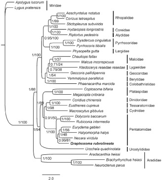 Figure 1. Mitochondrial phylogeny of 29 Pentatomomorpha species based on the concatenated nucleotide sequences of 13 mitochondrial protein-coding genes. Bayesian inference and maximum-likelihood analyses recover the same three topology. Numbers on branches are Bayesian posterior probabilities (left) and bootstrap values (right).