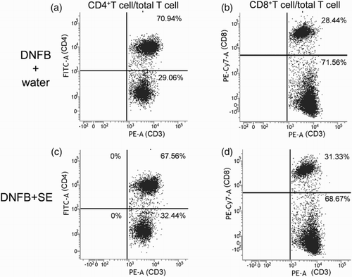 Figure 5. Representative cytograms of CD4+T cell and CD8+T cell per total T cell in DNFB-challenged mice. CD3-gated cell (T cell) as shown Figure 4(a) and 4(d) was analyzed. (a), (b) DNFB + water, (c), (d) DNFB + SE.