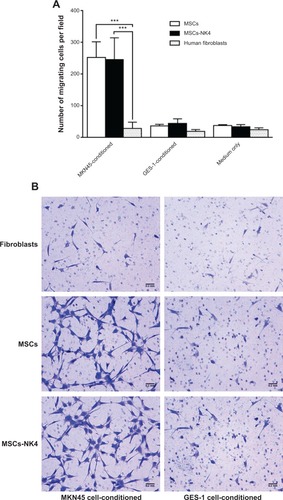 Figure 4 Effects of MKN45 or GES-1 cell-conditioned medium on the migratory ability of MSCs and MSCs-NK4 toward gastric cancer cells determined using a Transwell migration assay.
