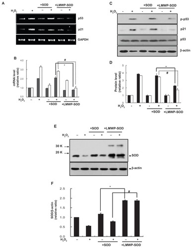 Figure 4 Effect of LMWP-SOD1 on H2O2-induced activation of the p53-p21cip/WAF1 pathway in human DPSCs. DPSCs were pretreated with SOD1 (2 μM) or LMWP-SOD1 (2 μM) for 3 hours before 2 hours of incubation with H2O2. After removal of H2O2, the cells were continuously cultured for an additional 3 days. (A) The p53 and p21Cip1/WAF1 genes were detected by reverse transcriptase polymerase chain reaction. (B) Transcription levels of p53 and p21Cip1/WAF1 were quantified. GAPDH was detected as a loading control. ■ p53, □ p21 Cip1/WAF1. (C) Phosphorylated p53, p53, and p21Cip1/WAF1 proteins were detected by Western blotting. (D) Protein levels of phosphorylated p53/p53 and p21Cip1/WAF1 were quantified. β-actin was detected as a loading control. ■ p-p53/p53, □ p21 Cip1/WAF1. DPSCs were pretreated with SOD1 (2 μM) or LMWP-SOD1 (2 μM) for 3 hours before 2 hours of incubation with H2O2. After removal of H2O2, the cells were continuously cultured for an additional 3 days. (E) Levels of SOD1 protein were detected by Western blotting. (F) The SOD1 expression level was quantified and normalized with β-actin.Notes: Each bar represents the mean ± standard error of the mean obtained from four experiments. Four independent experiments were performed in duplicate, and significant differences are denoted by symbols: (B, D) *P < 0.05 versus the H2O2- and SOD1-treated group; #P < 0.05 versus the H2O2- and SOD1-treated group. (B) *P = 0.012; #P = 0.04; (D) *P = 0.023; #P = 0.02; (F) *P < 0.05 versus the SODI-treated group; #P < 0.05 versus the H2O2- and SODI-treated group. (F) *P = 0.018; #P = 0.03.Abbreviations: LMWP, low molecular weight protamine; SOD1, superoxide dismutase; DPSCs, human dental pulp stem cells.