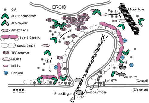 Figure 3. Schematic representation of a potential model for adaptor functions of ALG-2 in the ERES. The ALG-2 homodimer couples following combinations of target proteins: 1) Sec31A and annexin A11, 2) two TFG octamers, and 3) MISSL and MAP1B, whereas 4) the ALG-2-peflin heterodimer bridges between Sec31A and CUL3KLHL12 in a Ca2+-dependent manner.