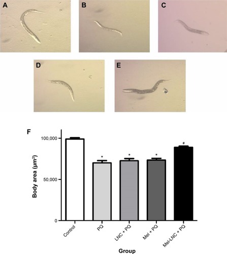 Figure 7 Mel-LNC pretreatment protected Caenorhabditis elegans from abnormal development caused by PQ-poisoning.Notes: (A) Control group. (B) Paraquat group. (C) LNC + PQ group. (D) Mel + PQ group. (E) Mel-LNC + PQ group. (F) Graphical representation of statistic difference among the groups. *P<0.01compared to the control group; #P<0.01 compared to the PQ group.Abbreviations: LNC, unloaded lipid-core nanocapsules; Mel, free melatonin aqueous solution; Mel-LNC, melatonin-loaded lipid-core nanocapsules; PQ, paraquat.