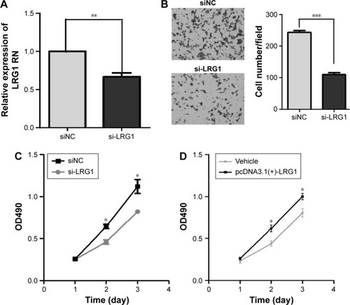 Figure 4 LRG1 promotes the migratory and growth abilities in HCT116 cells.