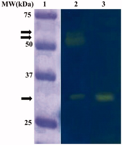 Figure 1. Microalgal endogenous activity revealed by the protonography analysis. Legend: Lane 1, molecular markers; Lane 2, C. sorokiniana cellular extract; Lane 3, commercial bovine CA used as positive controls. The arrows identified the yellow bands corresponding to CO2 hydratase activity due to the microalgal CAs.