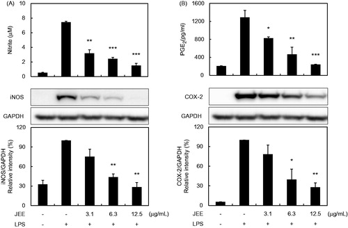 Figure 1. Effect of JEE on LPS-stimulated NO/PGE2 production and iNOS/COX-2 expression in RAW 264.7. (A) The levels of nitrite and protein expression of iNOS were determined by Griess reagents and Western blotting, respectively. (B) PGE2 production and COX-2 protein expression were determined by EIA and Western blotting, respectively. The data presented are means ± SEM of three independent experiments. *p < 0.05, **p < 0.01, and ***p < 0.001 were used to indicate significance compared with the LPS-stimulated value.
