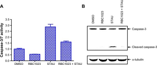 Figure 4 RBC1023 inhibits STAU-induced caspase-3 cleavage and activation in NIH3T3 cells.