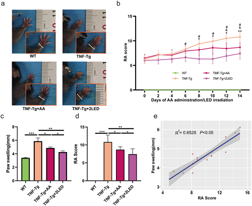 Figure 9. The anti-rheumatic effect of AA (ALA&NAA) administration or LED irradiation on C57BL/6 TNF-Tg mice. (a) Representative images of mice paw on the 14days after primary ALA&NAA administration or LED irradiation. (b) RA Score of the mice on the 14 days after primary ALA&NAA administration or LED irradiation. * indicates TNF-Tg+LED vs TNF-Tg < 0.05, & indicates TNF-Tg+AA vs TNF-Tg (n = 5) <0.05, # indicates TNF-Tg+AA (n = 6) vs TNF-Tg + 2LED (n = 5) <0.05; WT (n = 5. (c) Hind paw thickness changes. (d) RA Score of mice paw on 14th day of LED irradiation. (e) Positive correlations of the RA Score to paw swelling. Each dot indicates a subject. Solid blue line represents linear regression curve.