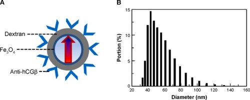 Figure 2 Illustration of magnetic nanoparticles.Notes: (A) Magnetic iron oxide (Fe3O4) nanoparticles coated with dextran and anti-hCGβ antibodies. (B) Statistics of magnetic nanoparticle diameters with the mean of 52.8 nm.Abbreviation: hCGβ, total β-subunit of human chorionic gonadotropin.