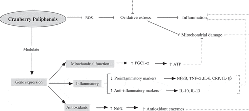 Figure 1. Effect of cranberry polyphenols on oxidative stress, inflammation, and mitochondrial damage. Cranberry polyphenols act as free radical neutralizers, impacting directly on antioxidant status. Hence, after free radicals reduction occur reduction of the stimulus for inflammation and mitochondrial damage. In addition, cranberry polyphenols are also able to modulate the expression of key genes related to mitochondrial function, inflammation, and antioxidant response.