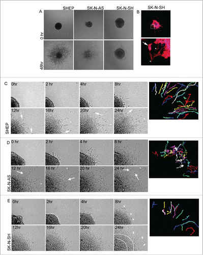 Figure 5. MCS invasion. A. MCS embedded in 3D collagen gels. Bright field images showing example spheroids for the indicated cell lines are shown upon initial plating (0 time) and 48 hours after plating. Data represents > 10 spheroids, over > 4 individual experiments. B. Merged image of phalloidin (red) and Hoechst Blue (blue) stained SK-N-SH MCS 48 hours after plating. Lower panel shows magnified image of boxed region in the top panel. Arrow points to collectively invading island of cells, asterisks highlight examples of individually invading cells. C-E. Representative time-lapse montages of MCS from the indicated cell lines over a 24 hour time period. Colored images on the right-hand side display paths traced by individual cells as they invade away from the MCS (refer to Supplementary movie 1 to see the paths traced over time). (C) Arrows indicate cells displaying the typical invasion morphology of the long leading edge and rounded cell body, asterisks indicate paused polygonal-shaped cells. (D) Arrows point to highly round cells and asterisks highlight polygonal-shaped cells. (E) Arrow heads in 8 hr panel indicate the first individual, elongated leader cells to appear. Arrows indicate individual elongated cells. The area between white circular lines indicates area of collective migration. Representative spheroids for all cell lines were selected from > 5 spheroids over 3 individual experiments.