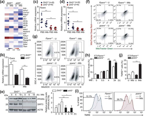 Figure 4. SIRT3 is essential for the expression of PPARA, which contributes to mitochondrial homeostasis during mycobacterial infection. (a and b) BMDMs from Sirt3+/+ and sirt3−/- mice were infected with Mtb (MOI = 10), incubated for 24 h, and then subjected to RNAseq analysis. (a) Heatmap analysis of the RNAseq data (representative of triplicate determinations). The most differentially expressed genes were shown between Sirt3+/+ and sirt3−/- BMDMs. The value of each sample in the heatmap was compared to the median values of all 4 conditions. (b) RNAseq analysis was validated with quantitative real-time PCR analysis. (c and d) Sirt3+/+ and sirt3−/- (n = 8 each group) mice were infected intranasally with Mtb (1 × 104 CFU for C; 3 × 104 CFU for D), and monitored at 7 dpi. Quantitative real-time PCR of lung Ppara mRNA expression. (e) Sirt3+/+ and sirt3−/- BMDMs were infected with Mtb (MOI = 10) at the indicated times. PPARA and ACTB protein levels were evaluated by immunoblotting. Right, quantification of the results at left. (f-j) BMDMs from Ppara+/+ and ppara−/- mice were infected with Mtb (MOI = 10), incubated for 24 h (f), 4 h (g), or the times indicated (h); FACS analysis for MitoTracker Deep Red and MitoTracker Green (f); MitoSOX FACS analysis (Representative images for g; quantitative analysis for h); TMRE (Representative images for i; quantitative analysis for j). **P < 0.01, ***P < 0.001. U, uninfected. Two-way ANOVA (b-d, h, and j). Data are representative of three independent experiments (a,e-g and i), and values represent means (± SEM) from three or four independent experiments performed in triplicate (c,d,h and j).