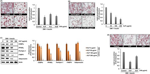 Figure 4. Inhibitory effect of KJF against lipid accumulation in 3T3-L1 cells. (A) 3T3-L1 cells treated with KJF, KJL, and KJB in presence of DMI/insulin. Lipid accumulation was determined by measuring Oil Red O staining. (B) 3T3-L1 cells treated with KJF in presence of DMI/insulin. Lipid accumulation was determined by measuring Oil Red O staining. (C) 3T3-L1 cells treated with KJF in presence of DMI/insulin. Protein levels were measured by Western blot analysis. Actin was used as a loading control. (D) 3T3-L1 cells treated with KJF and SCF in presence of DMI/insulin. Lipid accumulation was determined by measuring Oil Red O staining. *P < 0.05 compared to the cells without KJF treatment.