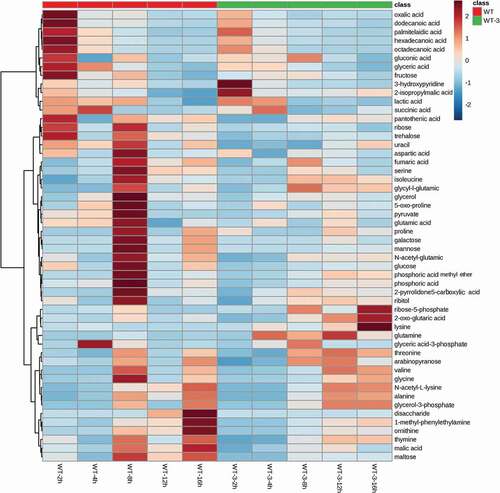 Figure 7. Hierarchy clustering analysis of metabolites in WT and WT-3.