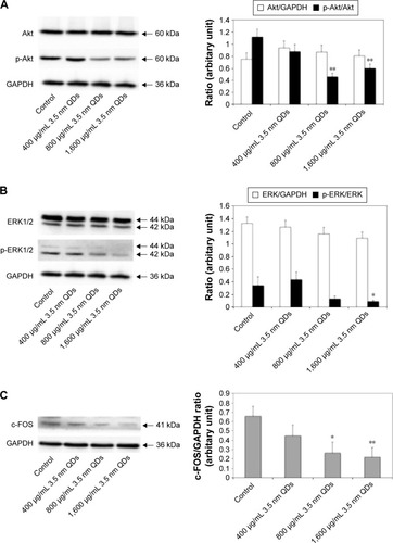 Figure 13 Effects of 3.5 nm MPA-capped CdTe QD exposure on the protein expression of Akt, ERK1/2, their corresponding phosphorylated (p-) proteins, and c-FOS on rat hippocampus.Notes: (A) Representative Western blot of Akt, p-Akt, and GAPDH (reference protein). The density of each band was measured, and the ratios of Akt:GAPDH and p-Akt:Akt were calculated. (B) Representative Western blot of ERK1/2, p-ERK1/2, and GAPDH. The density of each band was measured, and the ratios of ERK1/2:GAPDH and p-ERK1/2:ERK1/2 were calculated. (C) Representative Western blot of c-Fos and GAPDH. The density of each band was measured, and the ratio of c-Fos:GAPDH was calculated. Data shown are mean ± SD (n=3). One-way analysis of variance followed by Dunnett’s post hoc test used for statistical analysis at each testing time point. *P<0.05; **P<0.01.Abbreviations: MPA, 3-mercaptopropionic acid; QD, quantum dot.