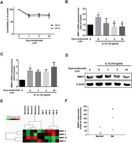 Figure 1. Soya-cerebroside reduces IL-1β-promoted MMP-1 production in chondrocytes. (A) ATDC5 cells were incubated with the indicated concentrations of soya-cerebroside for 24 or 48 h, then cell viability was determined using the MTT assay. (B-D) Cells were pretreated with soya-cerebroside (1–10 µM) for 30 min then stimulated with IL-1β for 24 h. MMP expression was examined by qPCR and Western blot. (E&F) Expression levels of MMP-1 in paired normal and OA tissues retrieved from GEO dataset records (GDS5403). Data represent the mean ± S.E.M. *, p < 0.05 compared with the control group; #, p < 0.05 compared with the IL-1β-treated group.