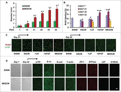 Figure 1. LIF in delays contact inhibition. The size of HCECs in diameter was compared between cultures in SHEM and MESCM for 6 weeks (A) *P < 0.05, when compared to the size a week before in the same medium; #P < 0.05, when compared to that in SHEM at the same time point, n = 3). BrdU labeling of HCECs in different culture media at Day 7, 21, 35 and 42 was compared (B) *P < 0.05, **P < 0.01 when BrdU labeling in SHEM at the same time point was used as control; #P < 0.05, when BrdU labeling in ESCM at the same time point was used as control, n = 3). At Day 21, p120 was located at intercellular junctions in the cells cultured in SHEM (C). At Day 42, BrdU labeling was compared in all cultures (C). After 6 weeks of culture, the cell morphology, the junctional staining of p120, N-cadherin, β-catenin, ZO-1, F-actin, and Na-K-ATPase, and negative staining patterns of LEF1 and S100A4 were compared (D). Scale bar: 25 μm.