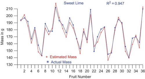 FIGURE 5(b) Comparison of estimated and actual mass of sweet-limes.
