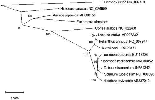 Figure 1. The maximum-slikelihood (ML) phylogenetic tree based on the chloroplast protein-coding genes of 13 plant species. Numbers on the nodes are bootstrap values from 2,000 replicates for each branch.