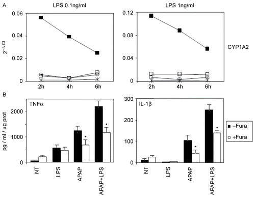Figure 7.  Murine CYP1A2 mRNA expression (A) and CYP1A2 inhibitor modulation of cytokine production (B) by APAP, LPS, or APAP and LPS in RAW264.7 cells. (A) CYP1A2 mRNAs were measured in cells treated with APAP alone (1 mM), LPS (0.1 ng/ml) alone, or with APAP and LPS for 2, 4, or 6 hr. mRNAs were extracted and measured by Real-Time RT-PCR using specific primers. Data are expressed as 2−ΔCt and are representative of two independent experiments. * Untreated; □ LPS; ○ APAP; ▪ APAP and LPS. (B) After a 1 hr-pre-treatment with furafylline (□) at 30 μM or medium (▪), APAP (1 mM), LPS (0.1 ng/ml), or APAP and LPS were added to culture medium for a supplementary 24 hr. Supernatants were analyzed for cytokine production by ELISA. Values (expressed as pg/ml/μg protein) are mean ± SD of three independent experiments. *p < 0.05 vs fura value.