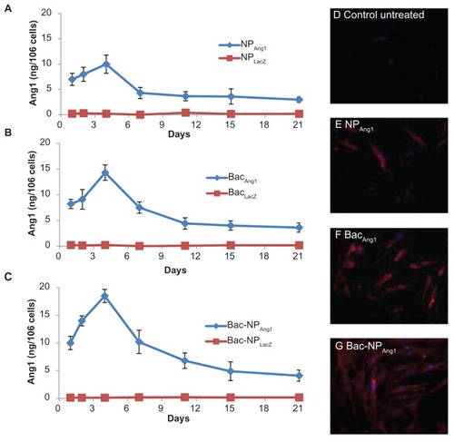 Figure 2 Time course profile of human angiopoietin-1 expression by human adipose tissue-derived stem cells transduced with (A) NPAng1, (B) BacAng1, and (C) Bac-NPAng1. NPLacZ, BacLacZ, and Bac-NPLacZ were used as control groups. Quantification of secretory human angiopoietin-1 expression in the media by enzyme-linked immunosorbent assay was done at different time points after human adipose tissue-derived stem cell transduction in different media. Results are mean ± standard deviation for three independent experiments. Fluorescent immunostaining of human adipose tissue-derived stem cells transduced with (D) untreated control, (E) NPAng1, (F) BacAng1, and (G) Bac-NPAng1 to detect intracellular human angiopoietin-1 expression. Human angiopoietin-1 expression was visualized by tetramethyl rhodamine isothiocyanate-conjugated secondary antibodies (red, tetramethyl rhodamine isothiocyanate; blue, 4′,6-diamidino-2-phenylindole).Abbreviations: Ang1, angiopoietin-1; BacAng1, angiopoietin-1-carrying baculovirus; BacLacZ, LacZ-carrying baculovirus; Bac-NPAng1, angiopoietin-1-carrying baculovirus-nanoparticle complex; Bac-NPLacZ, LacZ-carrying baculovirus-nanoparticle complex; NPAng1, angiopoietin-1-carrying nanoparticles; NPLacZ, LacZ-carrying nanoparticles.