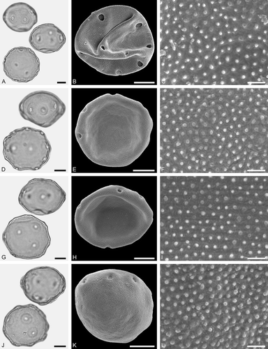 Figure 13. LM (A, D, G, J) and SEM (B, C, E, F, H, I, K, L) micrographs of dispersed fossil Juglandaceae pollen. A–L. Juglans sp., pollen with varying number of pori (A, D, G, J), close-ups of distal polar area (C, L), and proximal polar area (F, I). Scale bars – 10 µm (A, B, D, E, G, H, J, K), 1 µm (C, F, I, L).