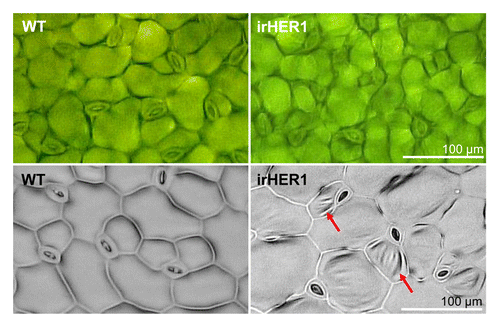 Figure 2. Leaf surface of wild type and irHER1 plants. Bright field microscopy image (upper row) of leaf surface of WT and irHER1–6/4 plants cultivated in the glasshouse shows wrinkled leaf surface of irHER1 leaf. Surface relief of nail polish strips (lower row) painted and peeled from the leaves after drying and photographed on a flat surface of a microscope slide emphasizes the uneven surface of irHER1 leaf (red arrows).