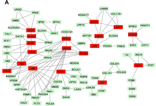 Figure 6 Protein–Protein Interaction Network in T2D vs T2D + LEAOD. (A). Topology of the backbone network. The backbone network consisted of 18 nodes with a high BC value and 67 edges. Nodes marked with red are the 18 nodes DEGs in T2D vs T2D + LEAOD. Type 2 diabetes (T2D), lower extremity arteriosclerosis occlusion (LEAOD), differentially expressed genes (DEGs), Protein-Protein Interaction Network (PPI).