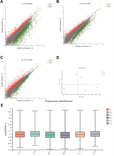 Figure 2 (A) The scatter plot of the differential expression in the muscle tissue between patients with multiple myeloma (MM) without sarcopenia and patients with MM and sarcopenia. (B) The scatter plot of differential expression in the muscle tissue between patients with MM without sarcopenia and elderly patients with sarcopenia. (C) The scatter plot of differential expression in the muscle tissue between patients with MM and sarcopenia and elderly patients with sarcopenia. (D) The scatter plot of the differences among the three groups of samples and the differences within the groups. (E) The distribution of expressions among different samples.