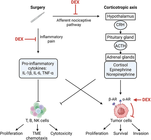 Figure 4. Scheme of central and peripheral actions of dexmedetomidine.