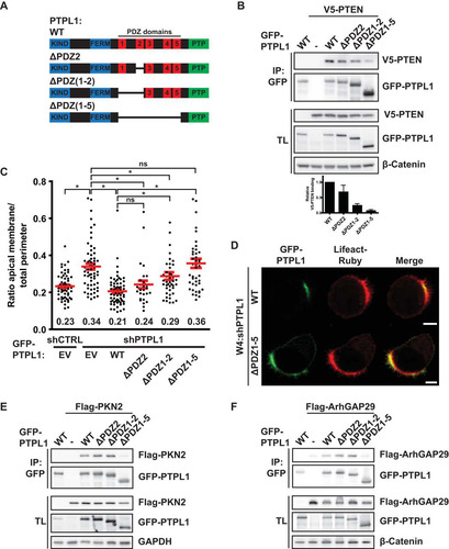 FIG 5 PTPL1 binding is required for PTEN-dependent apical membrane clustering. (A) Schematic representation of PTPL1 mutants. KIND, kinase noncatalytic C-lobe domain; FERM, 4.1, ezrin, radixin, moesin domain; PTP, protein tyrosine phosphatase domain. (B) Coimmunoprecipitation of V5-PTEN with GFP-PTPL1 wt and PDZ deletion mutants in HEK293T cells. Bottom, quantification of relative V5-PTEN binding to GFP-PTPL1. Error bars represent the SEM (n = 4). (C) Quantification of apical membrane size in W4:shCTRL and W4:shPTPL1 cells expressing EV, GFP-PTPL1 wt, or PDZ deletion mutants. Red bars represent the average. Error bars represent the SEM (n > 30 in at least three experiments). *, P < 0.05 using independent sample t tests. ns, not significant (P > 0.05). EV, empty vector. (D) Localization of GFP-PTPL1, GFP-PTPL1(ΔPDZ1-5), and Lifeact-Ruby in PTPL1-depleted W4 cells. Scale bars, 5 μm. (E) Coimmunoprecipitation of Flag-PKN2 with GFP-PTPL1 wt and PDZ deletion mutants in HEK293T cells. (F) Coimmunoprecipitation of Flag-ArhGAP29 with GFP-PTPL1 wt and PDZ deletion mutants in HEK293T cells.