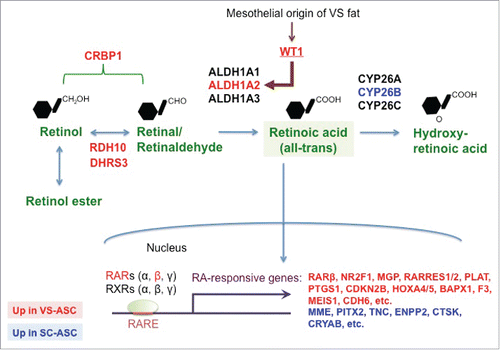 Figure 1. RA pathway is differentially regulated in stem cells from VS and SC fat depots. A schematic illustrating RA synthesis / metabolism and downstream pathway regulated by RA. RA is produced in 2 sequential steps from retinol to retinal (a.k.a. retinaldehyde) by RDH10 and DHRS3, then to all-trans RA by 3 isoforms of ALDH1. WT1, a developmental marker of mesothelial layer including VS fat, controls expression of ALDH1A2 isoform. CRBP1 transports cellular retinol and retinal. Finally CYP26 family metabolizes RA into hydroxy-RA. RA acts as a major signaling molecule that binds to its receptors, RARs and RXRs. RARs then bind to its response elements (RARE), leading to modulation of various downstream target genes. Genes highlighted in red are those upregulated in VS-ASCs whereas those highlighted in blue upregulated in SC-ASCs.