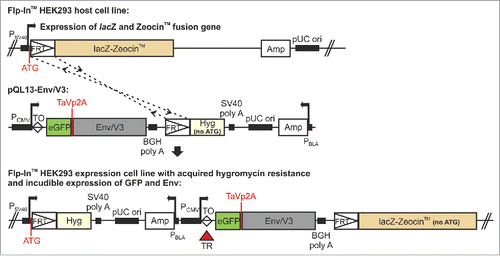 Figure 2. Schematic overview of the pQL13 vector system and the FlpIn™ T-REx™ stable cell lines.In pQL13, Env expression is linked to eGFP expression by a TaV 2A peptide. The eGFP-Env expression cassette is integrated into a distinct Flp Recombination Target (FRT) site within the FlpIn™ T-REx™ HEK293 cells, providing the hygromycin gene with a start-codon and hence resulting in the acquisition of a hygromycin resistance that can be used for selection of stable cell lines. Expression of eGFP and Env is under regulation of the Tet repressor (TR, T-REx™, red triangle) and thus inducible. The locations of the TaV 2A peptide, as well as the ATG leading to the acquisition of the hygromycin resistance, are highlighted in red. Note that the pQL13 vector graphic shows the horizontal map of the circular QL13 plasmid and that the FRT site (52 bp) and the Tet operator sequence (TO, 9 bp, clear diamond) are not in scale in this schematic. P: Promotor (SV40: simian virus 40, CMV: cytomegalovirus, BLA: β-lactamase), lacZ: β-galactosidase ORF, Amp: ampicillin ORF, Hyg: hygromycin ORF, ori: origin of replication, TR: Tet repressor protein, TaVp2A: TaV 2A peptide. Promotor positions are indicated by bent arrows.