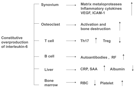 Figure 1 Pathological roles of interleukin-6 in rheumatoid arthritis. Constitutive overproduction of interleukin-6, a pleiotropic cytokine that regulates the immune system, inflammation, hematopoiesis, and bone metabolism, is thought to play pathologic roles in rheumatoid arthritis.
