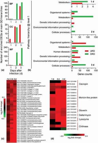 Figure 2. Enrichment and clustering analyses for the differential expression genes (DEGs). All DEGs at the indicated time point were divided into the up- and down-regulated DEGs (URD and DRD) which were separately subjected to GO and KEGG analyses. (a) GO analysis indicated that DEGs were enriched in biological process (BP), cellular component (CC) and molecular function (MF). (b) KEGG analyses indicated that the enriched pathways at main level. The pathway of “metabolism” was enriched at three time point during infection process. (c) Representative cluster from clustering analyses. All DEGs were analyzed with k-mean clustering. This cluster includes a series of immune-relate genes whose expression is enhanced during the infection process. (d) Heat map showing the expression patterns for the representative hydrolytic enzyme and antimicrobial peptide genes.