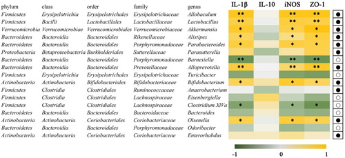 Figure 8. Correlation of 17 species altered by FVP intervention by the Spearman correlation analysis. Heatmap shows the value of correlation coefficient. * and ** indicate the significant associations (P < .05 and P < .01, respectively). The circles (○) and dots (●) represent the less and more relative abundances of genus in the SD-FVP group compared with the SD group.