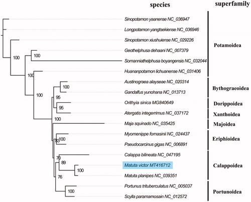 Figure 1. Phylogenetic tree of 18 species in Brachyuran. The complete mitogenomes is downloaded from GenBank and the phylogenic tree is constructed by the maximum-likelihood method with 100 bootstrap replicates. The bootstrap values were labeled at each branch nodes.