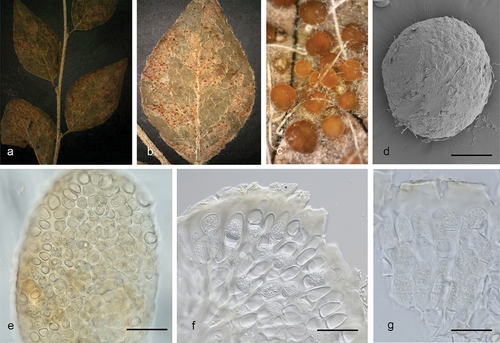 Figure 40. Morphology of Coleopuccinia yunnanensis (holotype) designated in this study. (a–c) Telia on both sides of leaf. (d) Ultrastructure of telia. (e) Section of telia. (f) Ellipsoid or pyriform teliospores catenulate in gelatinous matrix. (g) 2-celled teliospores with transverse septa. Scale bars: d – f = 50 µm; g = 30 µm.