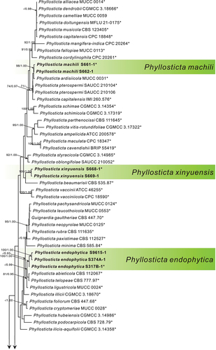 Figure 1. MP phylogenetic tree inferred from combined ITS, act, nrLSU, gapdh, and tef1 sequence data from 81 strains of the genus Phyllosticta and Botryosphaeria obtusa CMW 8232 as an outgroup. MP bootstrap values above 70% and Bayesian PPs above 0.90 are given at the nodes in this order. Strain names and sequences of new species in this study are indicated in bold. Isolates marked with “*” are ex-type or ex-epitype strains.