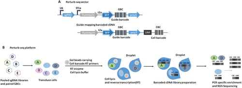 Figure 3. A robust strategy combining CRISPR screening with RNA-sequencing Schematic of Perturb-seq vector and guide-mapping barcoded cDNA. CBC (cell barcode) index for cell. UMI (unique molecular identifier), index for mRNA counting to correct for duplicates. GBC (guide barcode), index for sgRNA. (B) Schematic of the Perturb-seq platform.