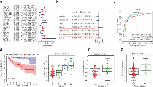 Figure 2 Identification of chemotherapy-related genes with prognostic value in the GBM. (a) A forest plot showing the results of a multivariate COX regression model for identifying potential risk factors for GBM. (b) Forest plots for the relationships of abnormal MCM5 protein expression with clinicopathological characteristics and the prognosis of patients with GBM. (c) ROC curve analysis according to the 1, 3, and 5-year survival of the area under the AUC value. P<0.05 (d) Kaplan-Meier survival curve analysis based on the CPTAC database suggested the prognosis of GBM patients with higher or lower MCM5 levels. (e) Expression of MCM5 protein levels in different grades of gliomas. (f) Expression of MCM5 protein level between radiation and non-radiation GBM patients. (g) Expression of MCM5 protein level between chemotherapy and non-chemotherapy GBM patients.