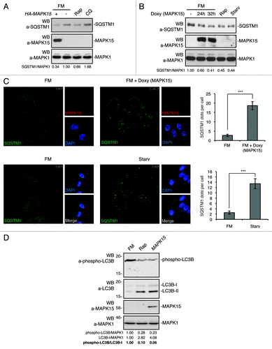 Figure 4. MAPK15 induced SQSTM1 degradation and reduced LC3B inhibitory phosphorylation. (A) HeLa cells were transfected with control vector or HA-MAPK15. Four hrs before harvesting, cells were treated with Rap or CQ, where indicated. Lysates were analyzed by WB, with indicated antibodies. The SQSTM1 and MAPK1 amounts were quantified by NIH ImageJ software. (B) HeLa T-Rex MAPK15 cells were treated with Doxy for 24 and 32 h, where indicated. Four hrs before harvesting, cells were starved or treated with Rap, where indicated. Lysates were analyzed by WB, with indicated antibodies. The SQSTM1 and MAPK1 amounts were quantified by NIH ImageJ software. (C) HeLa T-Rex MAPK15 cells were treated with Doxy for 16 h or starved as indicated. Cells were fixed and then permeabilized with 100 μg/ml digitonin. Cells were stained with anti-SQSTM1 and anti-MAPK15 antibodies and revealed with AlexaFluor488-conjugated and AlexaFluor555-conjugated secondary antibodies, respectively. Right panels, indicate the amount of SQSTM1 dots per cell quantified by Volocity software. Measures were obtained by analyzing at least 400 cells/sample from four different experiments (n = 4). Measures were subjected to one-way ANOVA test. Asterisks were attributed for the following significance value: ***p < 0.001. (D) HeLa cells were transfected with control vector or HA-MAPK15. One hour before harvesting, cells were treated with Rap, where indicated. Lysates were analyzed by WB, with indicated antibodies. Total LC3B was detected with anti-LC3B antibody (Sigma Aldrich). The phospho-LC3B, LC3B-I and MAPK1 amounts were quantified by NIH ImageJ software.