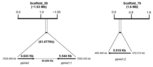 Figure 1. Map of the Physcomitrella patens nitrate reductase gene family. Scaffolds correspond to the P. patens genome database (http://www.cosmoss.org/). Arrows show the translational orientation of the genes. Gene length includes the 5′and 3′untranslated regions. Map not drawn to scale.