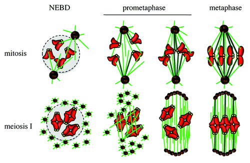 Figure 3. Spindle assembly in mitosis and meiosis. NEBD, nuclear envelope breakdown. Chromosomes in red, kinetochores in yellow, microtubules in green, K-fibers in dark green, centrioles in black, pericentriolar material (PCM) in brown, nucleus in light gray.
